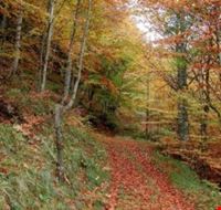 faggeta_di_pianacquadio faggeta_di_pianacquadio