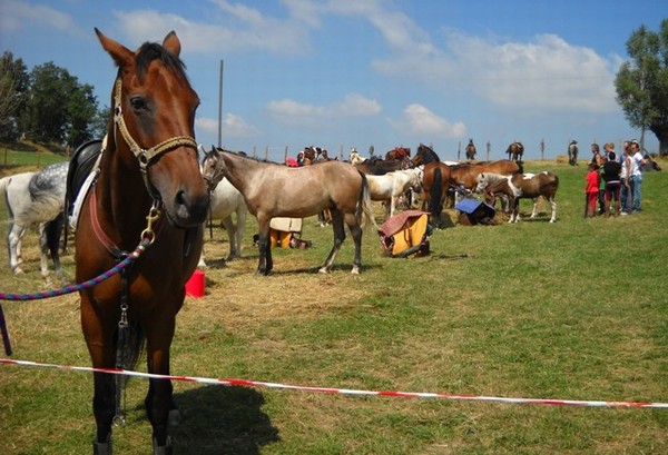 cavalli_in_sosta_al_campo_fiera