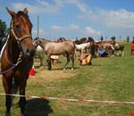 cavalli_in_sosta_al_campo_fiera cavalli_in_sosta_al_campo_fiera