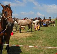 cavalli_in_sosta_al_campo_fiera cavalli_in_sosta_al_campo_fiera
