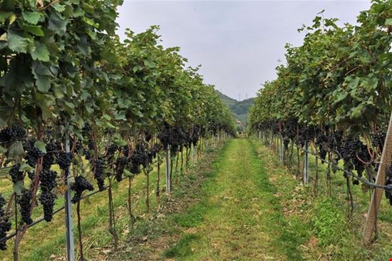 La Vigna Eccellente Isera