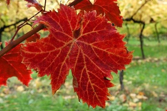 La Vigna Eccellente Isera