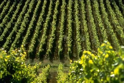 sabato_17_settembre_serata_degustazione_cicchetti_veneziani_e__vini_dei_colli_friulani