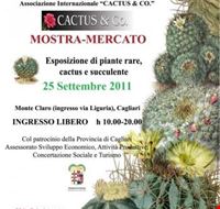 mostra_mercato_cactus_e_co mostra_mercato_cactus_e_co