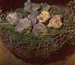 mostra_del_tartufo_e_dei_prodotti_del_bosco mostra_del_tartufo_e_dei_prodotti_del_bosco