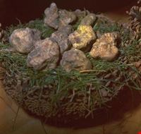 mostra_del_tartufo_e_dei_prodotti_del_bosco mostra_del_tartufo_e_dei_prodotti_del_bosco
