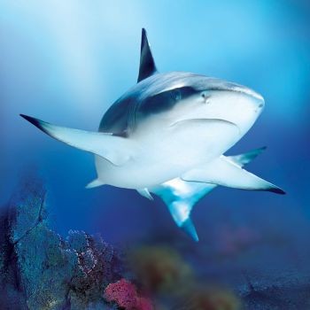 sea_life
