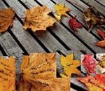 pranayama_nei_boschi_d_autunno_leef_peeping_e_haiku pranayama_nei_boschi_d_autunno_leef_peeping_e_haiku