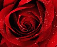 san_valentino san_valentino