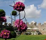 fiori_nella_rocca fiori_nella_rocca