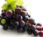 sagra_del_lambrusco_e_degli_spiriti_divini sagra_del_lambrusco_e_degli_spiriti_divini