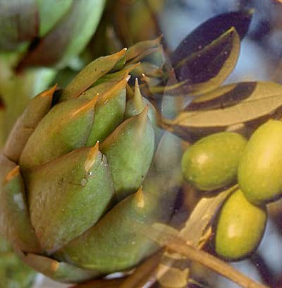 sagra_del_carciofo_e_dell_olio_d_oliva