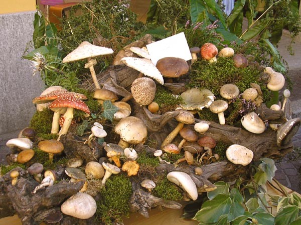 fungo_in_festa_2012