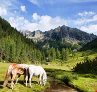 trekking_letterari_nella_natura_della_valsugana_foto_g_panfili trekking_letterari_nella_natura_della_valsugana_foto_g_panfili