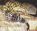 reptilia_expo reptilia_expo