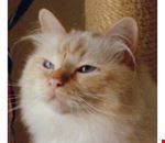 esposizione_internazionale_felina_gatti_di_razza esposizione_internazionale_felina_gatti_di_razza