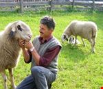 la_pecora_con_gli_occhiali la_pecora_con_gli_occhiali