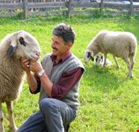 la_pecora_con_gli_occhiali la_pecora_con_gli_occhiali
