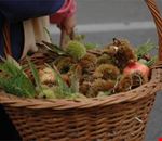 castagne castagne