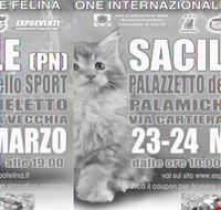 esposizione_internazionale_felina esposizione_internazionale_felina