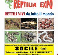 rettili_vivi_da_tutto_il_mondo rettili_vivi_da_tutto_il_mondo