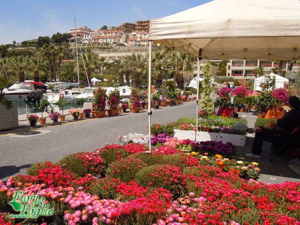 aregai_in_fiore_2012