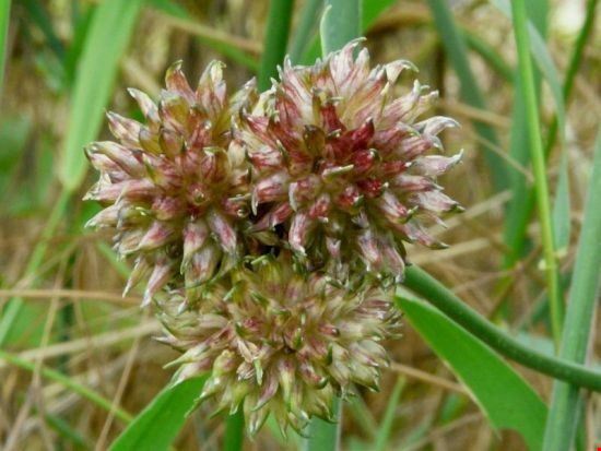Il Fiore nel Piatto Cavaglia