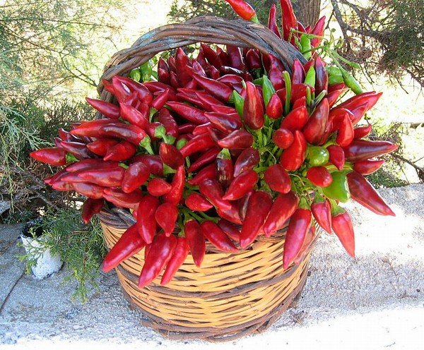 cesto_peperoncini