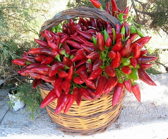 Peperoncini in mostra Cavaglia