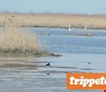 trippete_deltapo trippete_deltapo