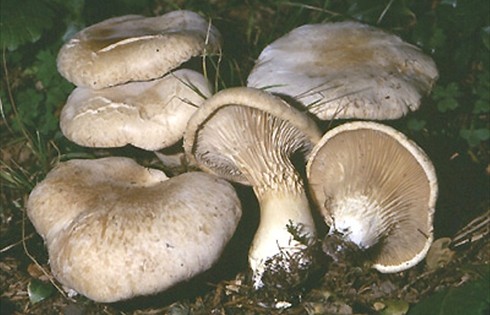 fungo_cardoncello_della_murgia_barese