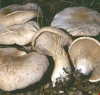 fungo_cardoncello_della_murgia_barese fungo_cardoncello_della_murgia_barese