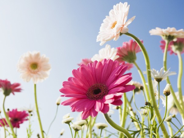 colori_e_profumi_di_primavera