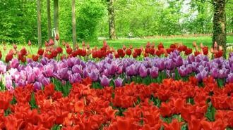 messer_tulipano