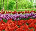 messer_tulipano messer_tulipano