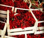 maru_il_peperoncino_in_festa maru_il_peperoncino_in_festa