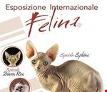 esposizione_internazionale_felina_a_chivasso esposizione_internazionale_felina_a_chivasso