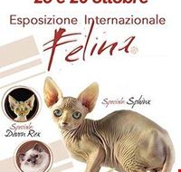 esposizione_internazionale_felina_a_chivasso esposizione_internazionale_felina_a_chivasso