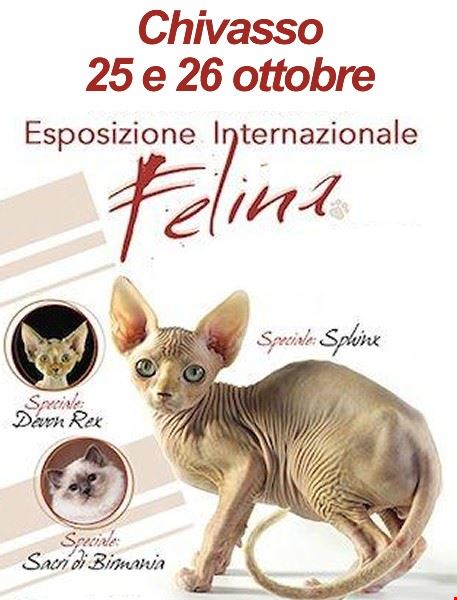 Esposizione Internazionale Felina WCF - Chivasso Chivasso