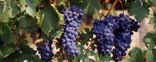 Barbera - Il Gusto del Territorio Costigliole d'Asti