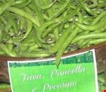 sagra_piselli_e_fave_vi_edizione sagra_piselli_e_fave_vi_edizione