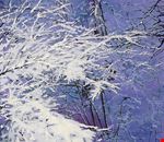 neve neve