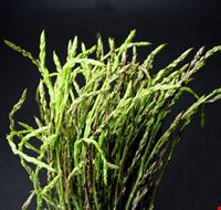 sagra_degli_asparagi sagra_degli_asparagi
