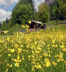 erbe_di_primavera