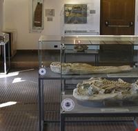 museo_danta museo_danta