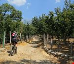 bici_sapori_e_natura bici_sapori_e_natura