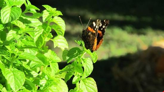 Perugia Flower Show - Winter Editiion 2015 Perugia