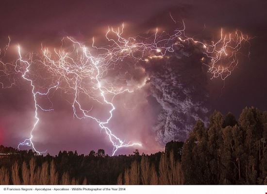 Wildlife Photographer of the Year 50a edizione Milano
