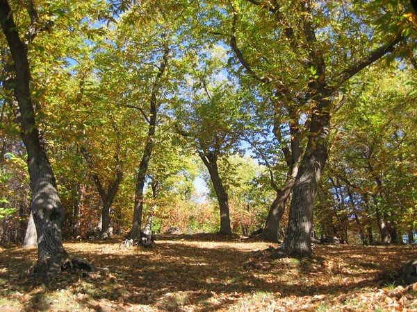 castagneto_marrone_antrodocano
