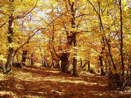 Il giorno della castagna Rocca Susella